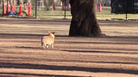 energetic dog retrieves toy near large tree