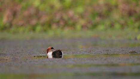 el macho adulto de la especie netta rufina