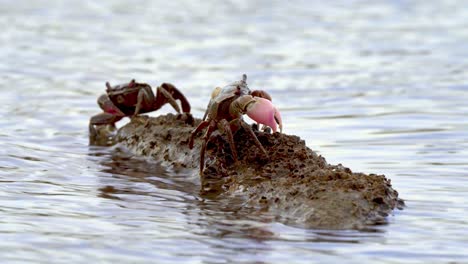 pair of crabs from neohelice granulata species sitting on a rock in the ocean