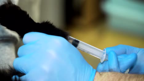 el veterinario le hace una inyección a un gato