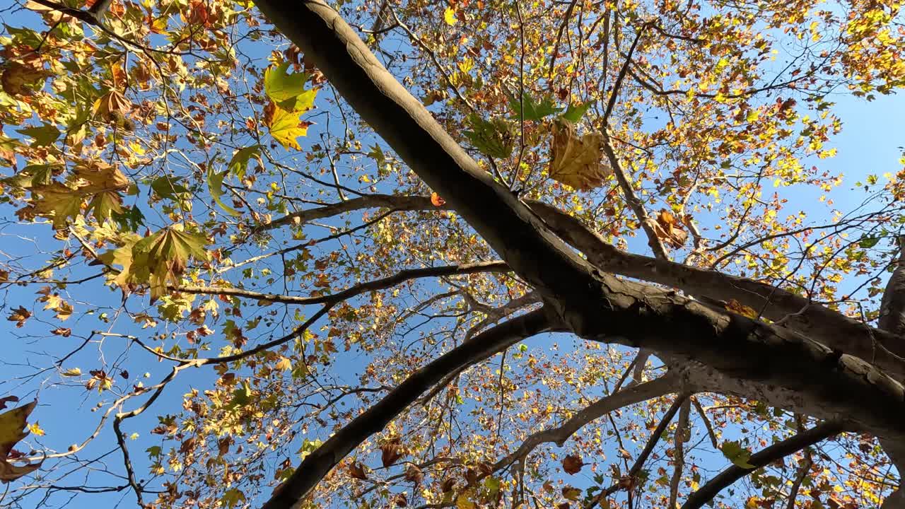 Maple tree shedding leaves in Melbourne, Australia