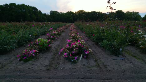 Campo-De-Cultivo-Comercial-De-Flores,-Vista-Lateral-Hacia-Abajo-De-Filas-De-Plantas-En-El-Campo