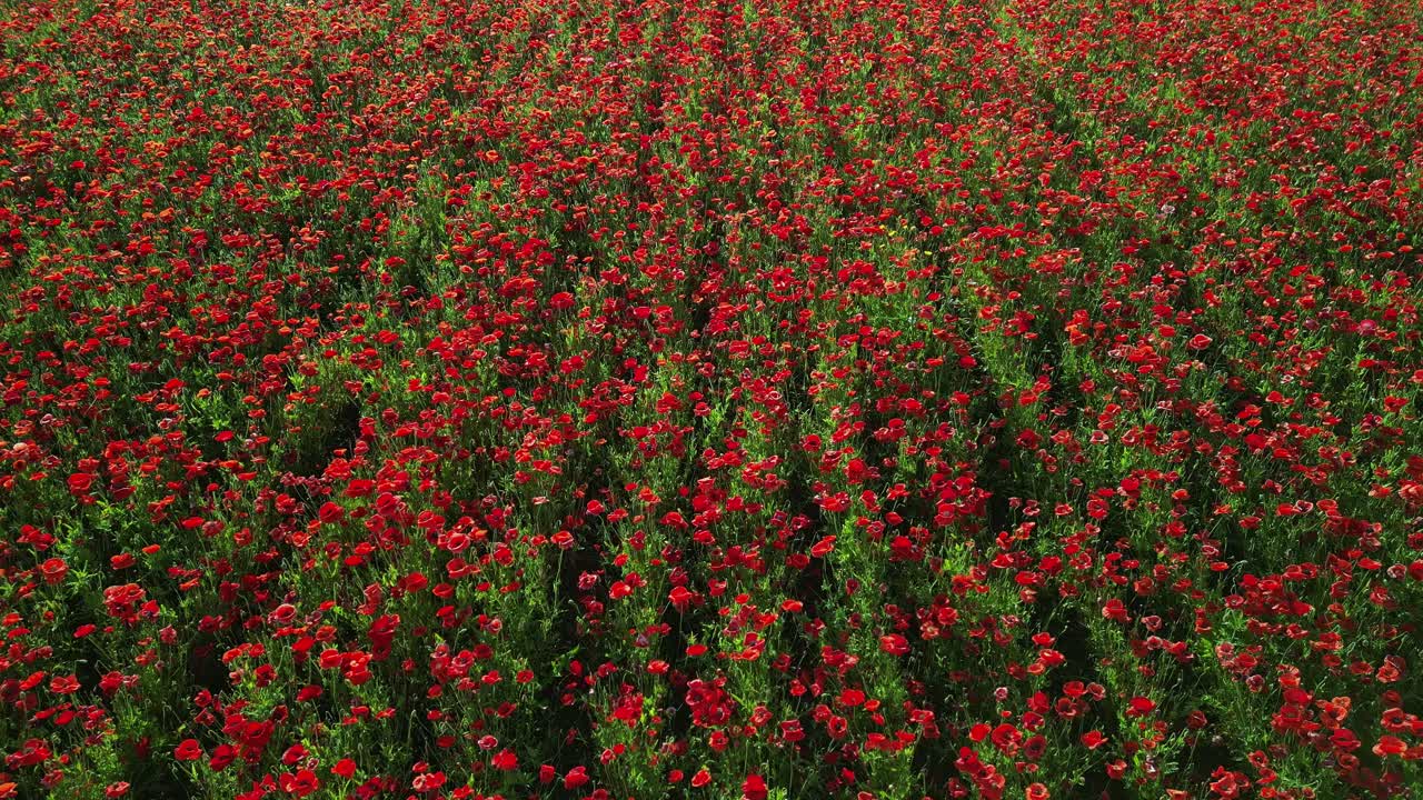 Volo ravvicinato sopra un campo di papaveri che ondeggiano dolcemente al vento