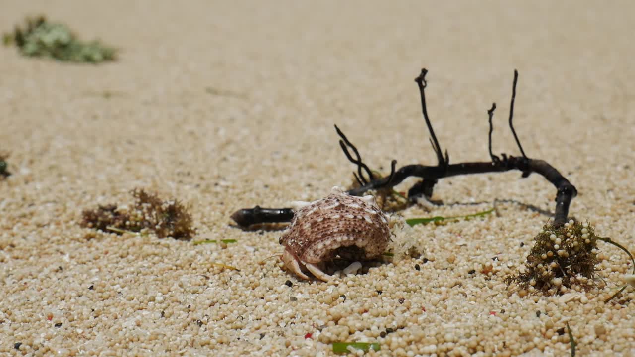 cangrejo ermitaño en una playa de arena