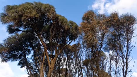 eucalyptus trees moving gently in the wind