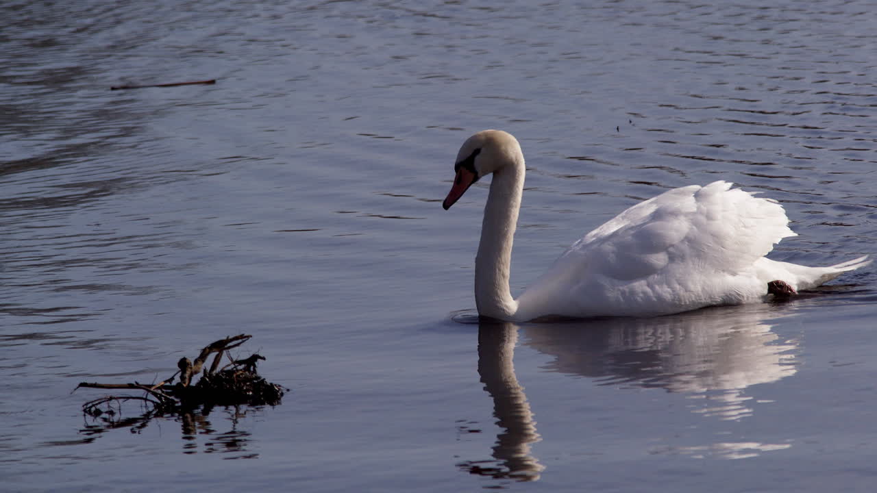 Slow motion scene of swans foraging in calm dawn waters.