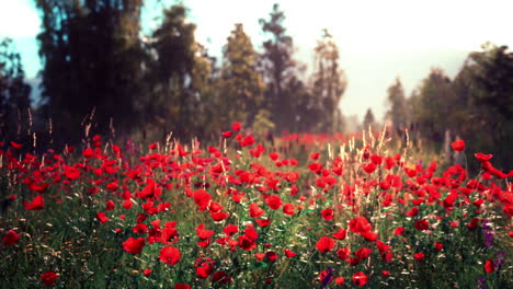 un campo impresionante de amapolas rojas