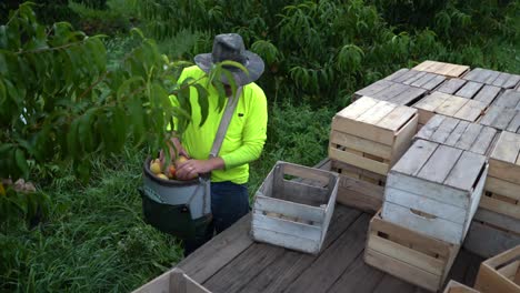 el agricultor lleva melocotones recién recogidos al tractor y los pone en cajas de madera