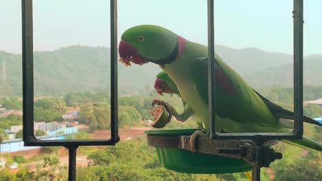 two parrots in balcony eating second parrot snatching food from firest