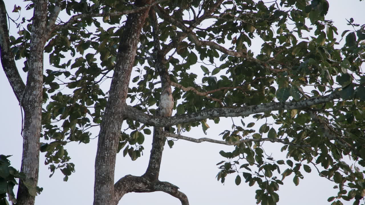 Solitary hawk eagle perched on a tree at dusk in Nagarahole Forest, India