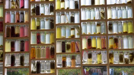 Decorative-wall-in-the-garden-from-bottles-with-different-plants-filled-with-water