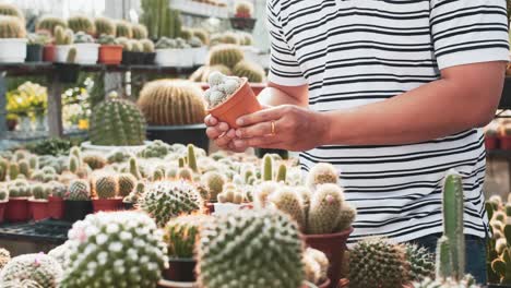 close up of hands of man holding and observing miniature cactus plants at the nursery