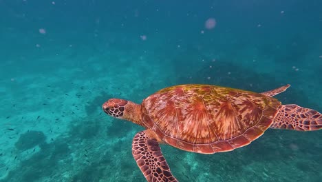 underwater footage close up of a turtle swimming off the coast of the similan islands in thailand