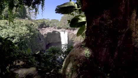 un revelador arco iris cae detrás de un árbol.