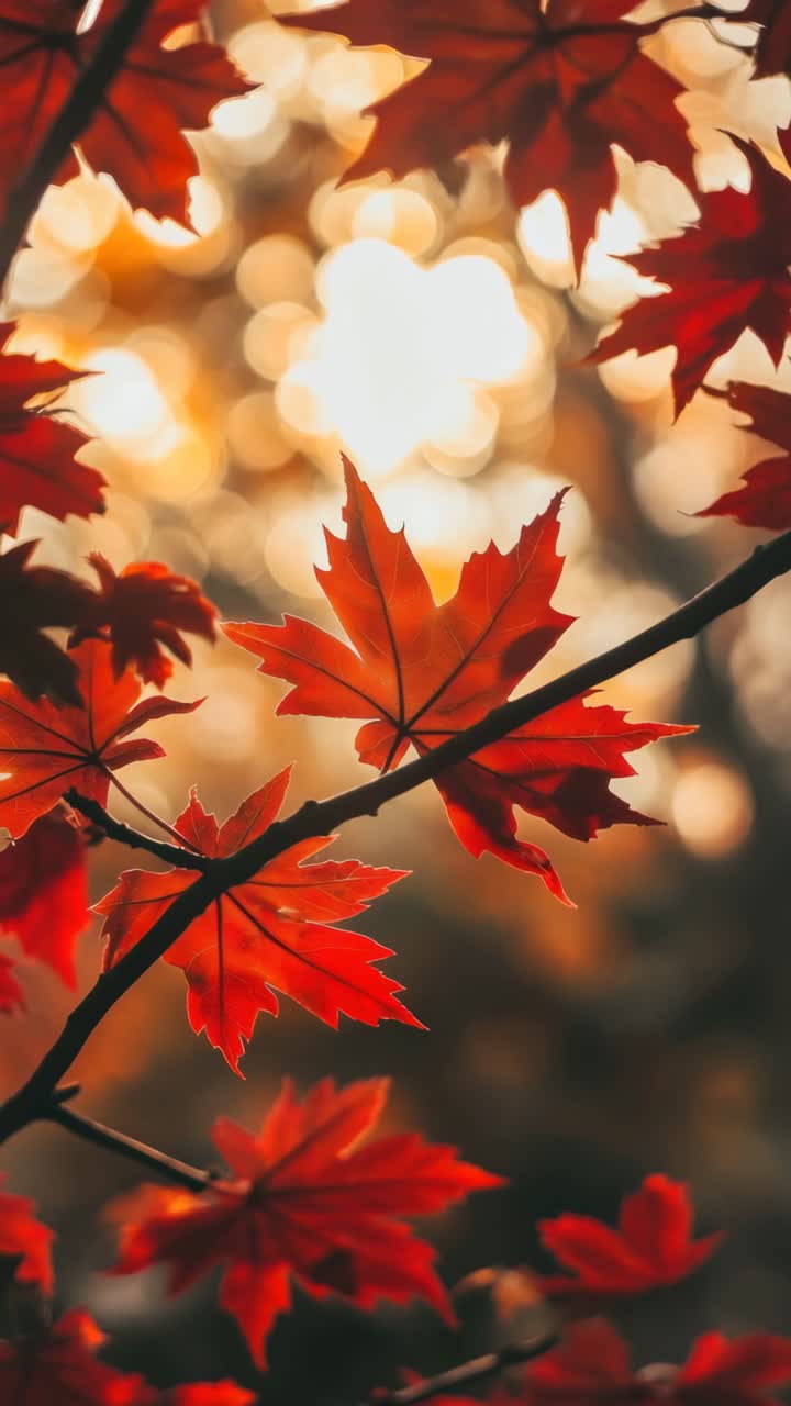 Close-up of vibrant red maple leaves against a soft bokeh background, captured from a low angle