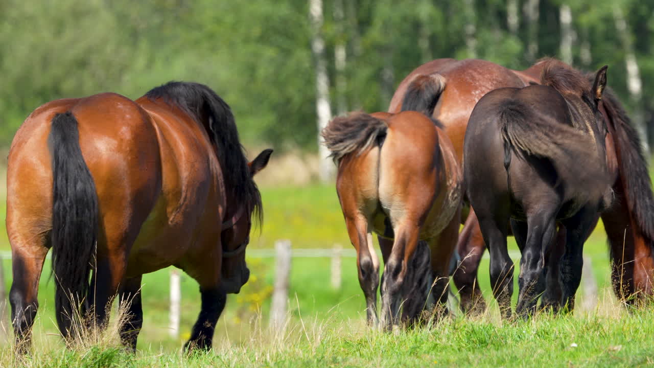 un grupo de caballos de pie juntos en un campo de hierba, algunos mirando lejos de la cámara