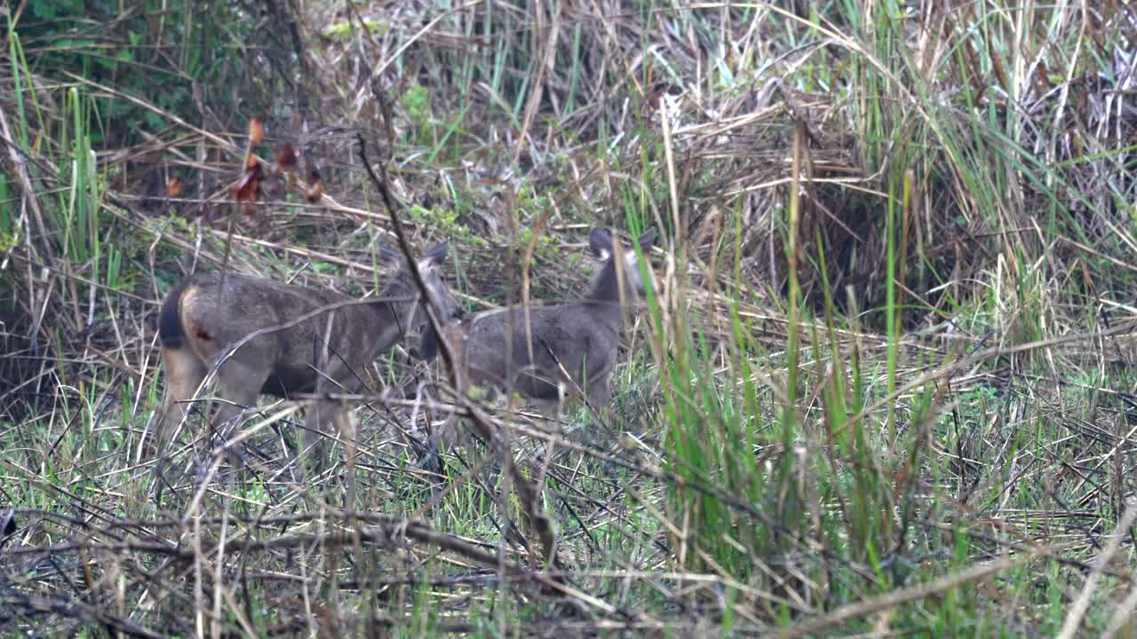 dos ciervos sambar caminando en la hierba alta del parque nacional chitwan