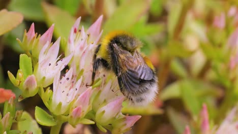 Hummel-Sammelt-An-Sonnigen-Tagen-Blütennektar.-Hummel-In-Makroaufnahme-In-Zeitlupe.