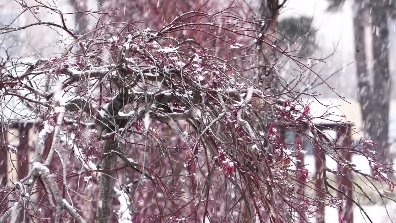 nieve cayendo en un parque mientras una mujer camina en el fondo