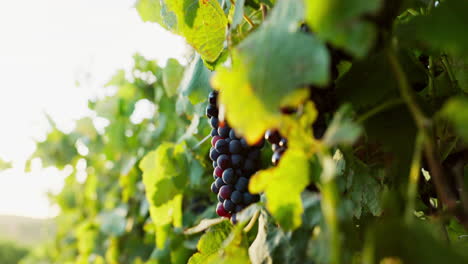 uvas en la vid