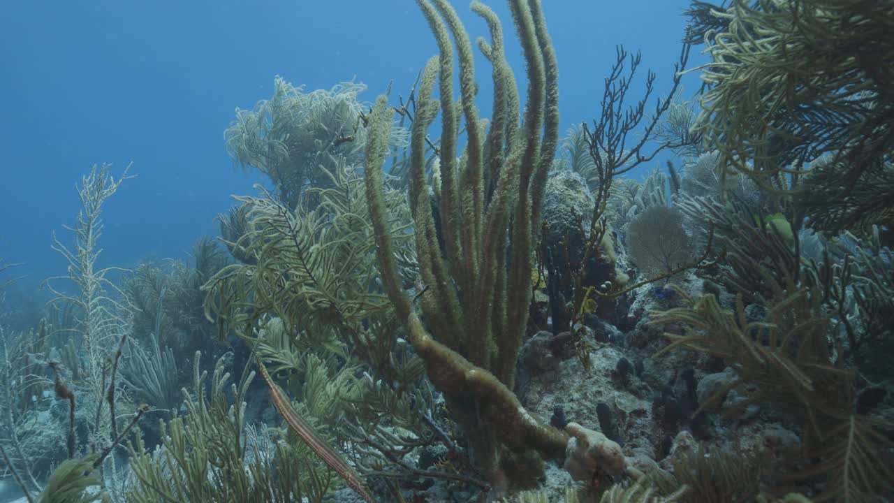 Scatto subacqueo di una densa crescita di coralli molli su un vivace pendio di barriera corallina caraibica vicino a Saint Thomas, nelle Isole Vergini Americane.