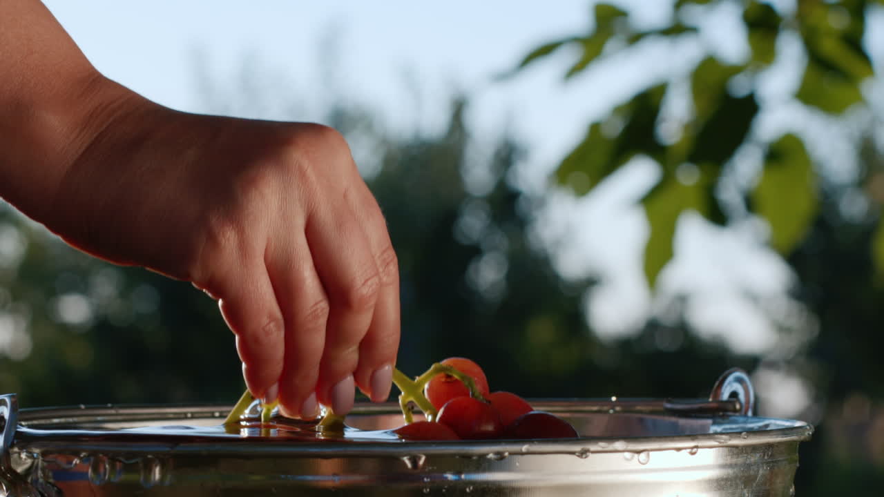 un hermoso y jugoso racimo de uvas oscuras se saca de un balde de agua 1