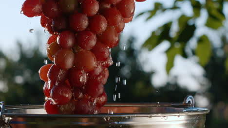 A-beautiful-juicy-bunch-of-dark-grapes-are-taken-out-of-a-bucket-of-water-1