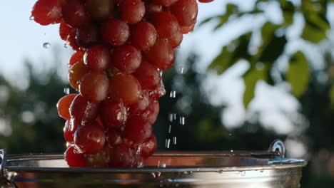 un hermoso y jugoso racimo de uvas oscuras se saca de un balde de agua 1
