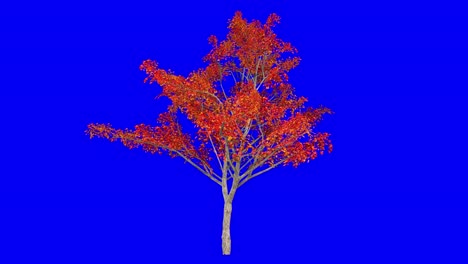árbol de arce japonés en 3d en la temporada de otoño y otoño, con efecto del viento en pantalla azul animación 3d