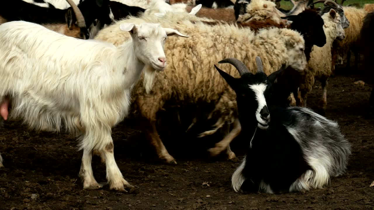 농장에서 재미있는 염소. 자연 목초지에서 염소 무리. 야생 동물과 생태.