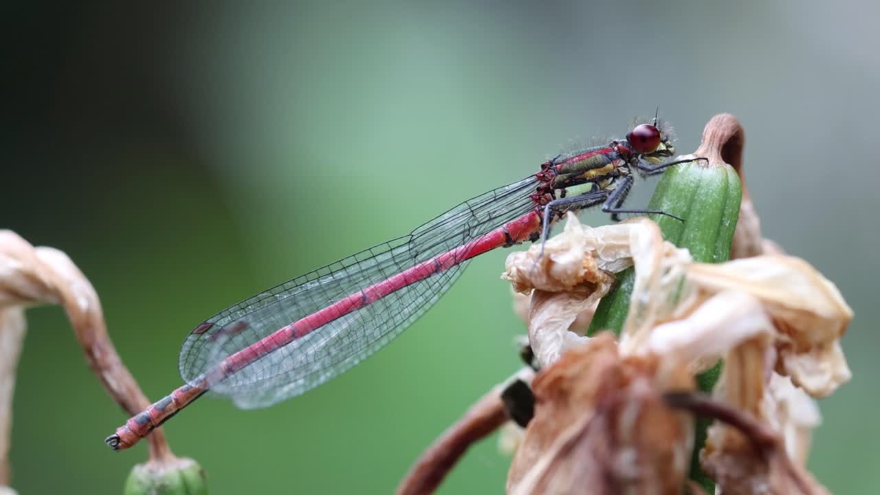 Closeup of a Large Red Damselfly, Pyrrhosoma nymphula, perched on a dead flower head. Summer. UK