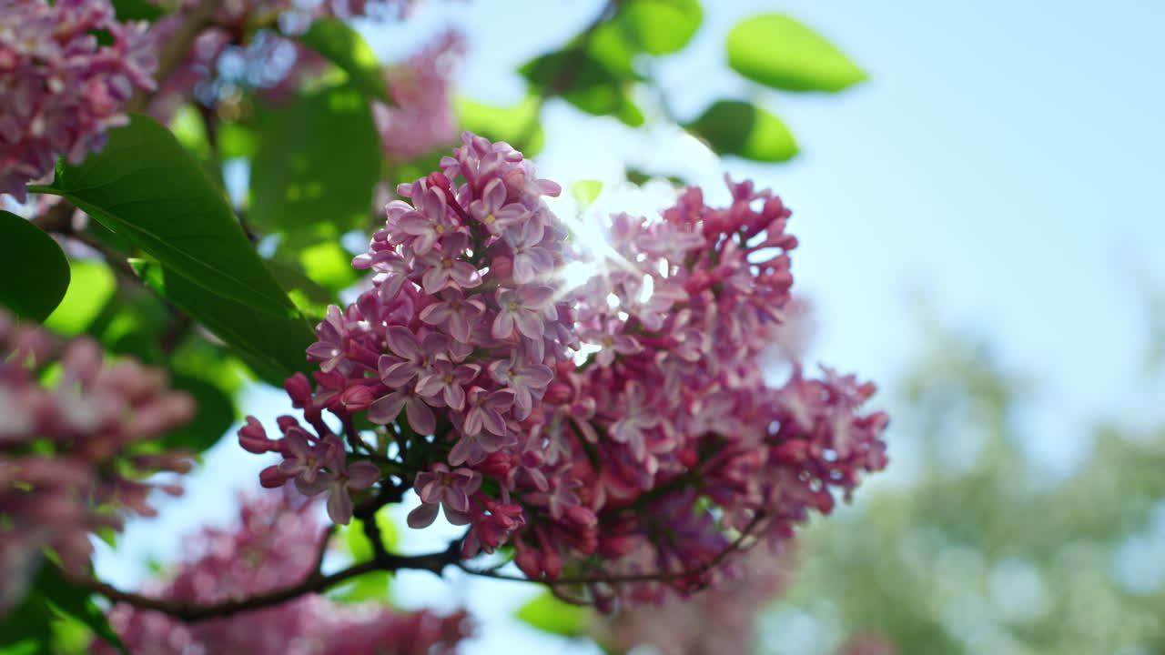 Pink sakura flowers blossoming against bright sun in cloudless blue sky.