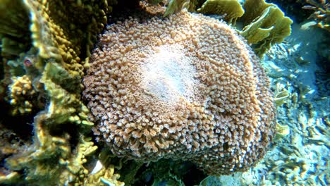 Underwater-view-close-up-view-of-soft-corals-slowly-changing-in-to-hard-rock-corals