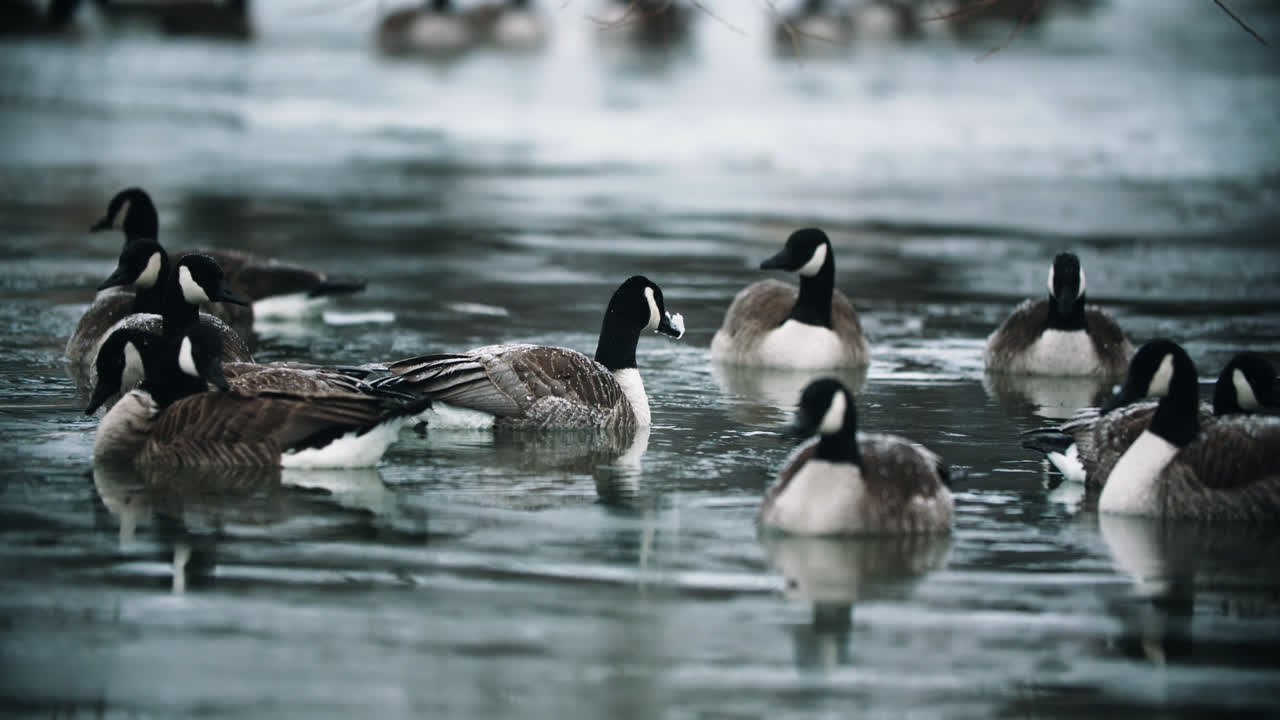 bandada de gansos canadienses salvajes nadando en agua fría del lago