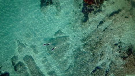 spinning overhead aerial descending on couple snorkelling in goat island marine reserve crystal clear water in new zealand