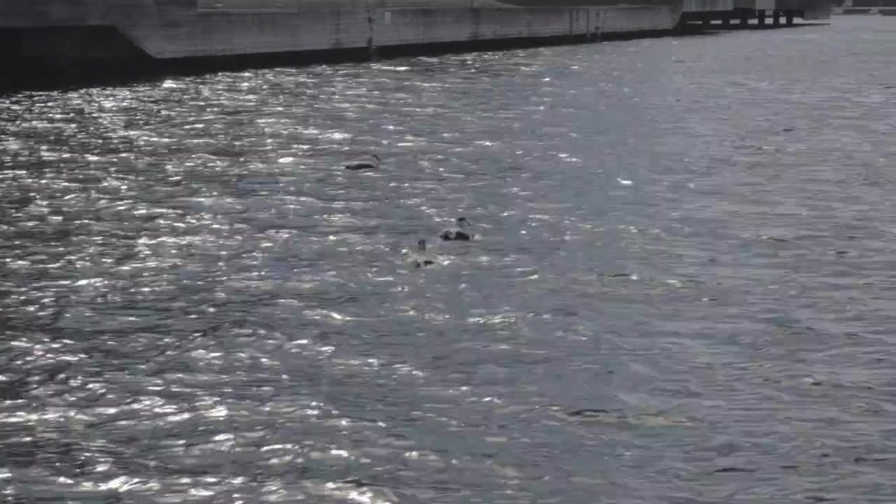 Wild ducks swimming in clean urban harbor water in Scandinavian city