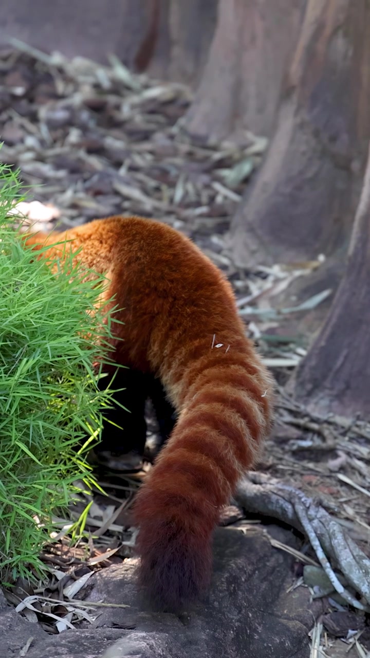 Un soffice panda rosso esplora foglie di bambù verdi e lussureggianti all'interno del suo recinto naturale dello zoo