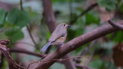 visto desde la espalda y el lado moviendo y moviendo la cabeza observando el entorno, mosquito azul indochino cyornis sumatrensis hembra, tailandia