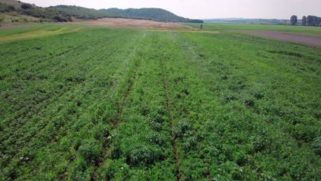toma aérea de drones de plenitud de patatas con sistema de riego en un día soleado, toma en movimiento hacia adelante