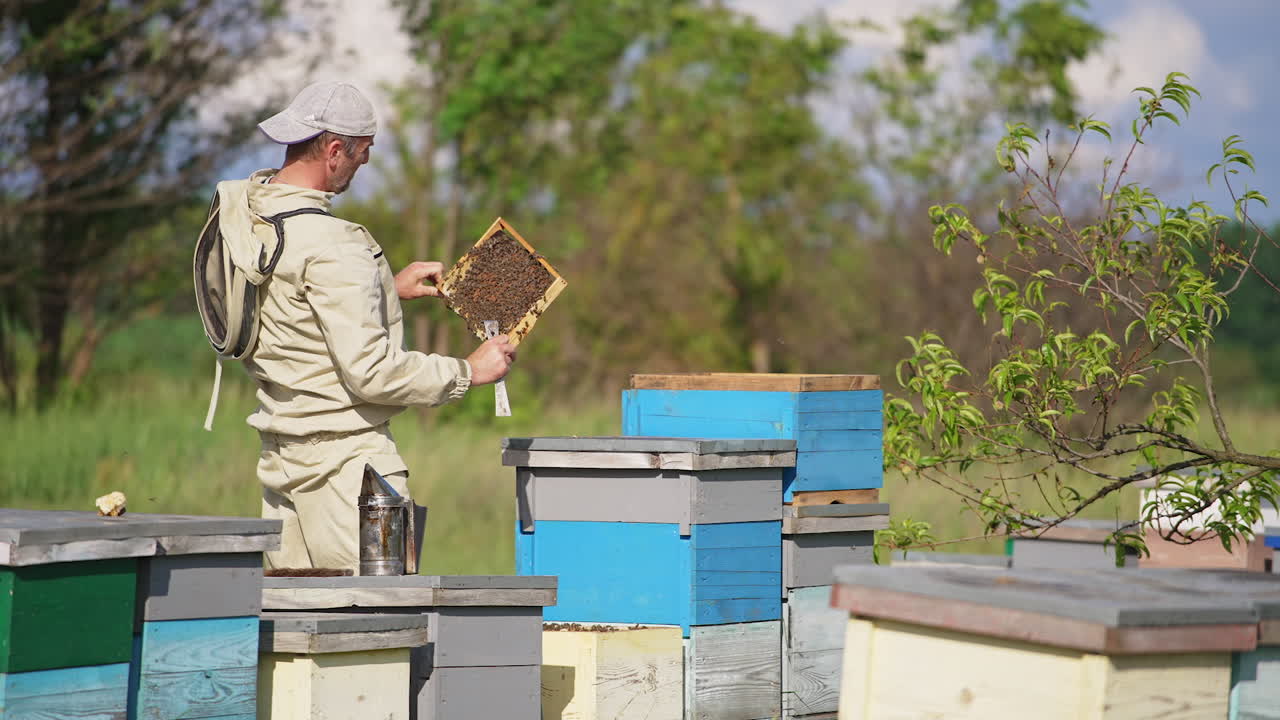 Busy apiarist looking attentively at the frame covered with insects. Beekeeper checking up honey harvest in his farm.