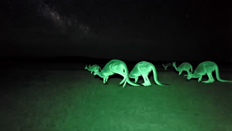 green lit kangaroos under the milky way at night