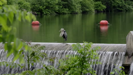 a grey heron sitting on a dam and preening its feathers