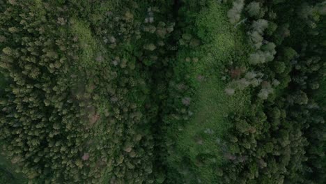 dense forest growing on valley of sumbing mountain, aerial top down view