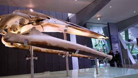 whale skeleton displayed in melbourne museum exhibit