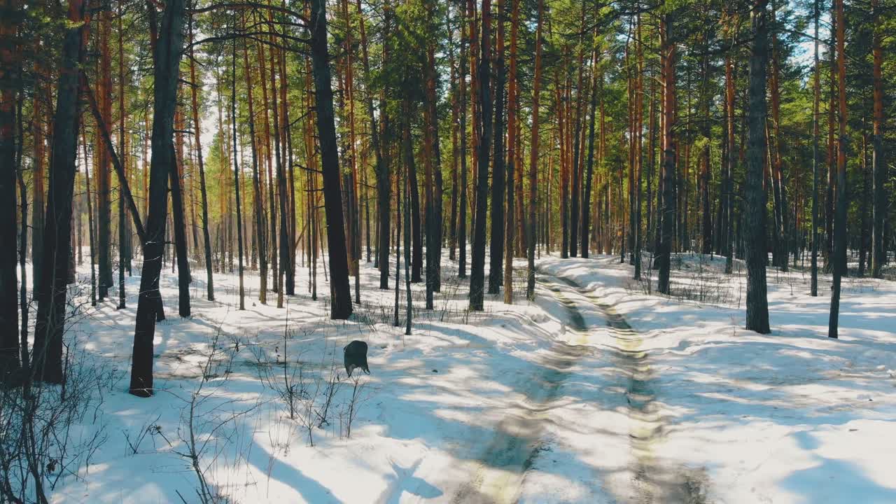 흰색 밝은 녹는 눈 위의 더러운 자동차 흔적을 따라 움직이는 동작