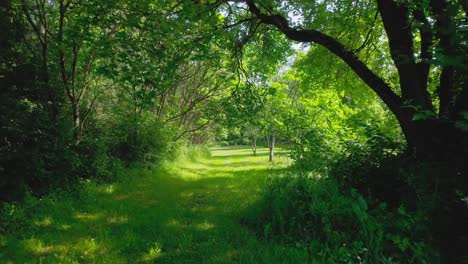 vibrant green colored forest. reverse shot