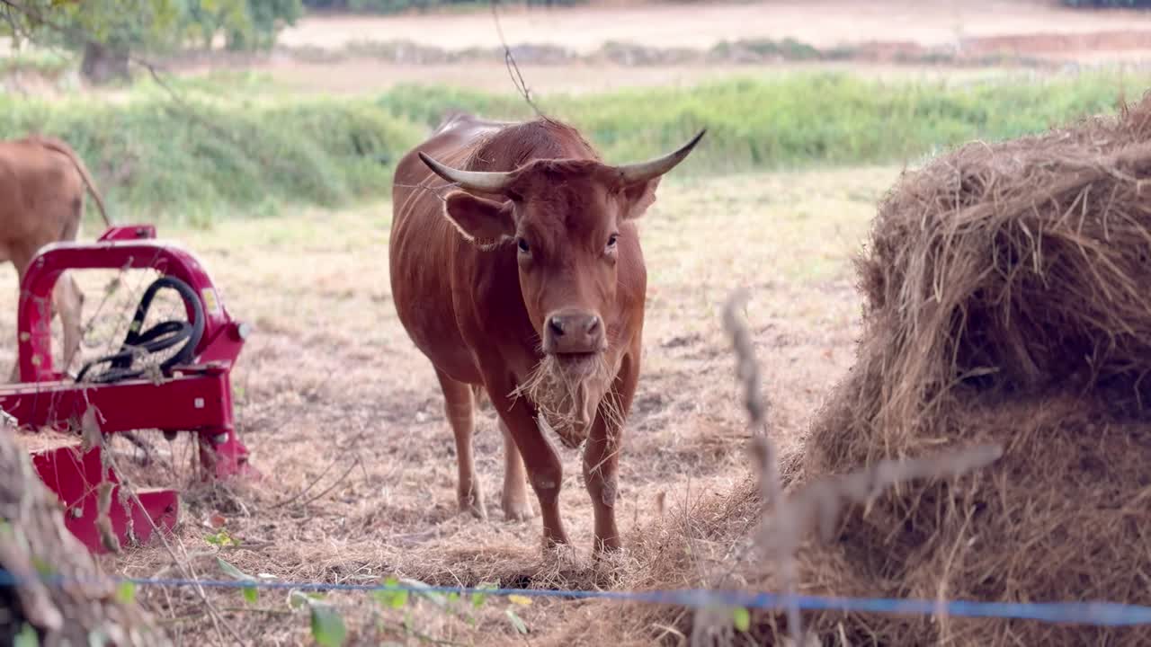 Group of cows feeding or drinking at trough or hay bale in rural farmland, showcasing livestock behavior in natural agricultural environment