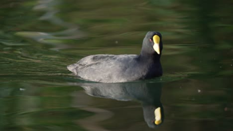 focha de alas blancas con plumaje negro nadando en el agua del estanque