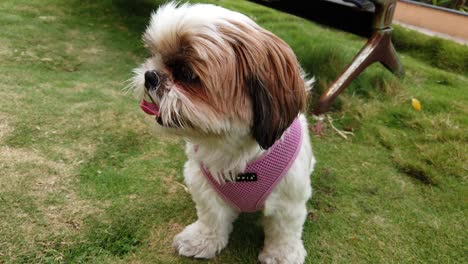 A-Cute-Shih-Tzu-Domestic-Pet-Dog-Panting-After-Playing-in-a-Garden