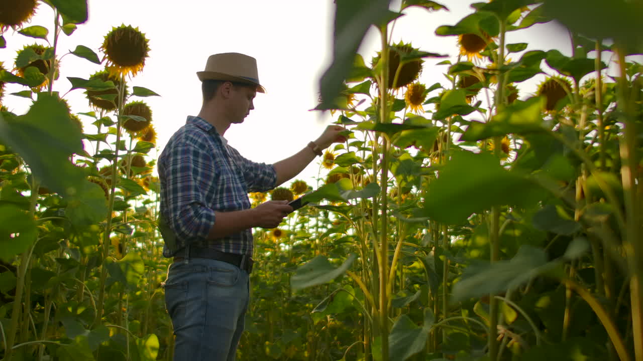 un científico con un sombrero de paja y una camisa a cuadros está caminando por un campo con muchos girasoles grandes en un día de verano y escribe sus propiedades en su ipad para su artículo científico.